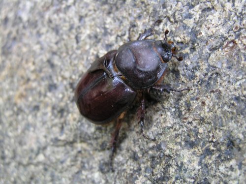 Femmina di Lucanus cervus? Oryctes nasicornis